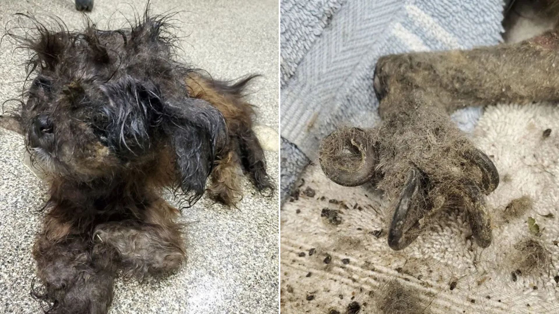 really matted pup