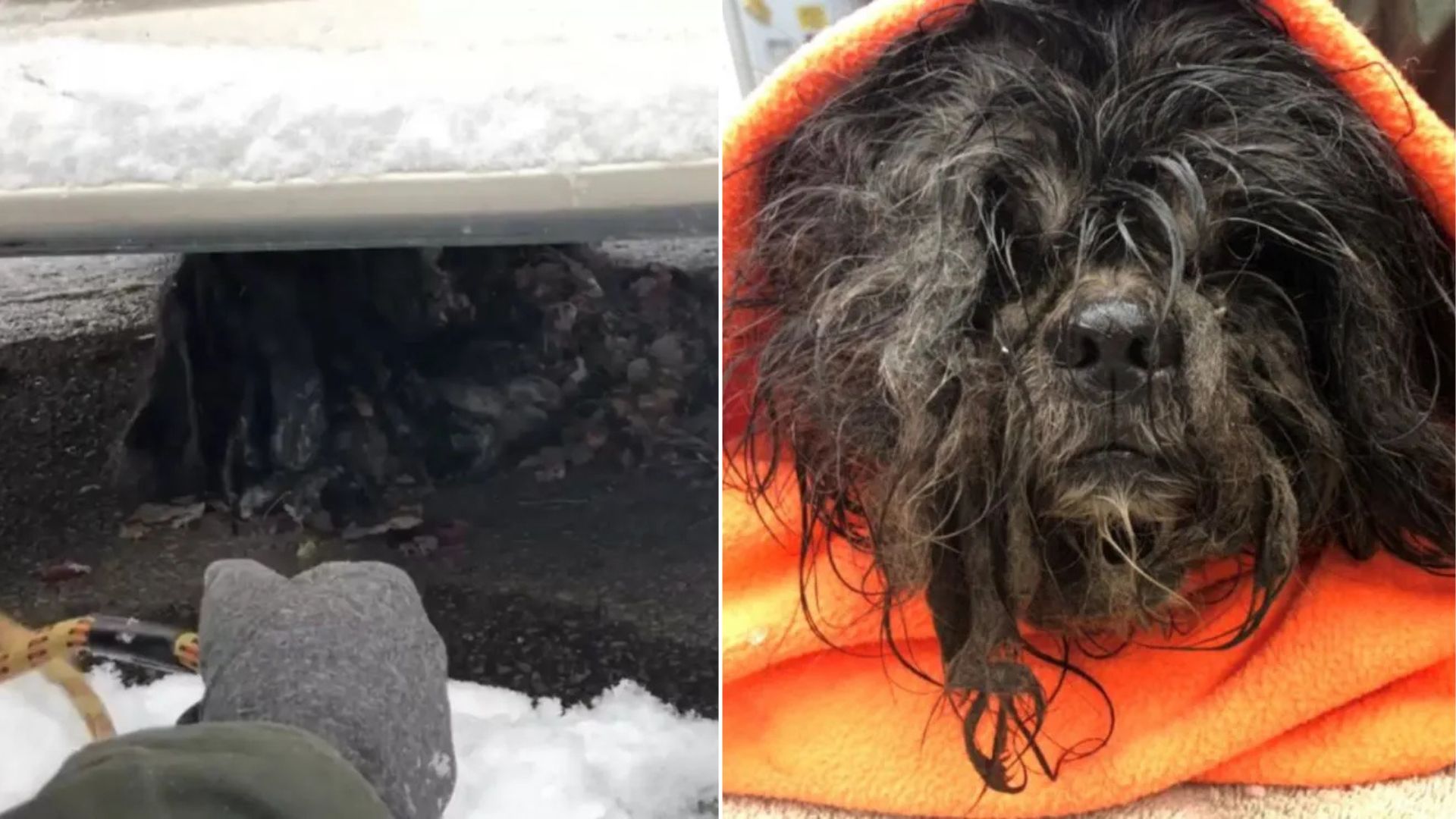 black puppy under a van