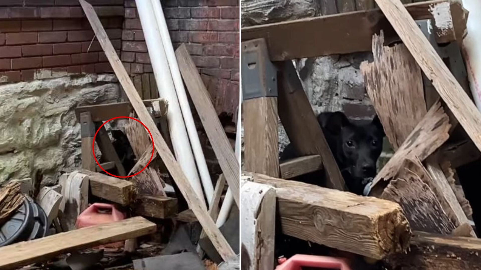 Missouri Rescuer Shocked To Discover A Scared Dog Struggling In An Abandoned Building