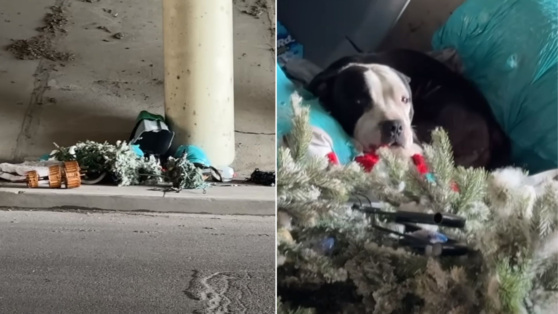 injured dog
