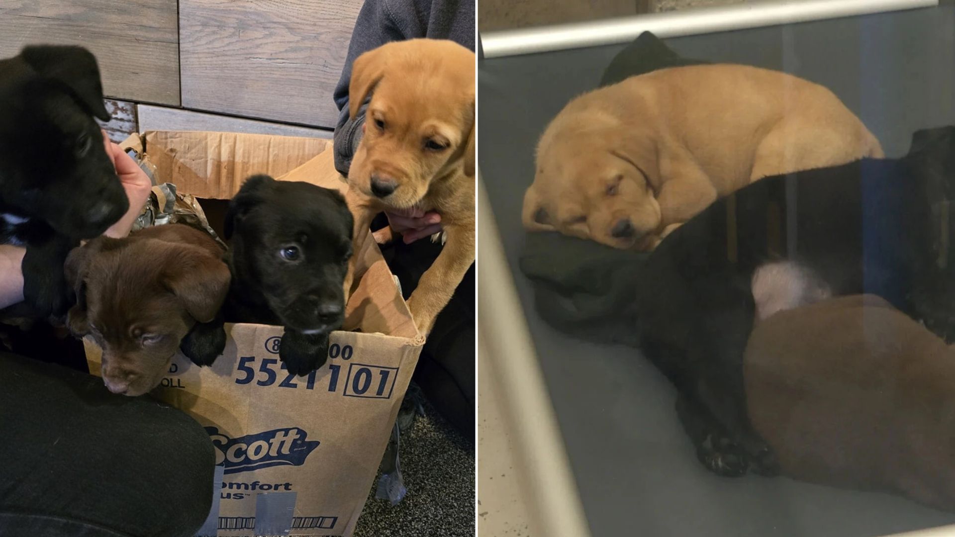 puppies in box