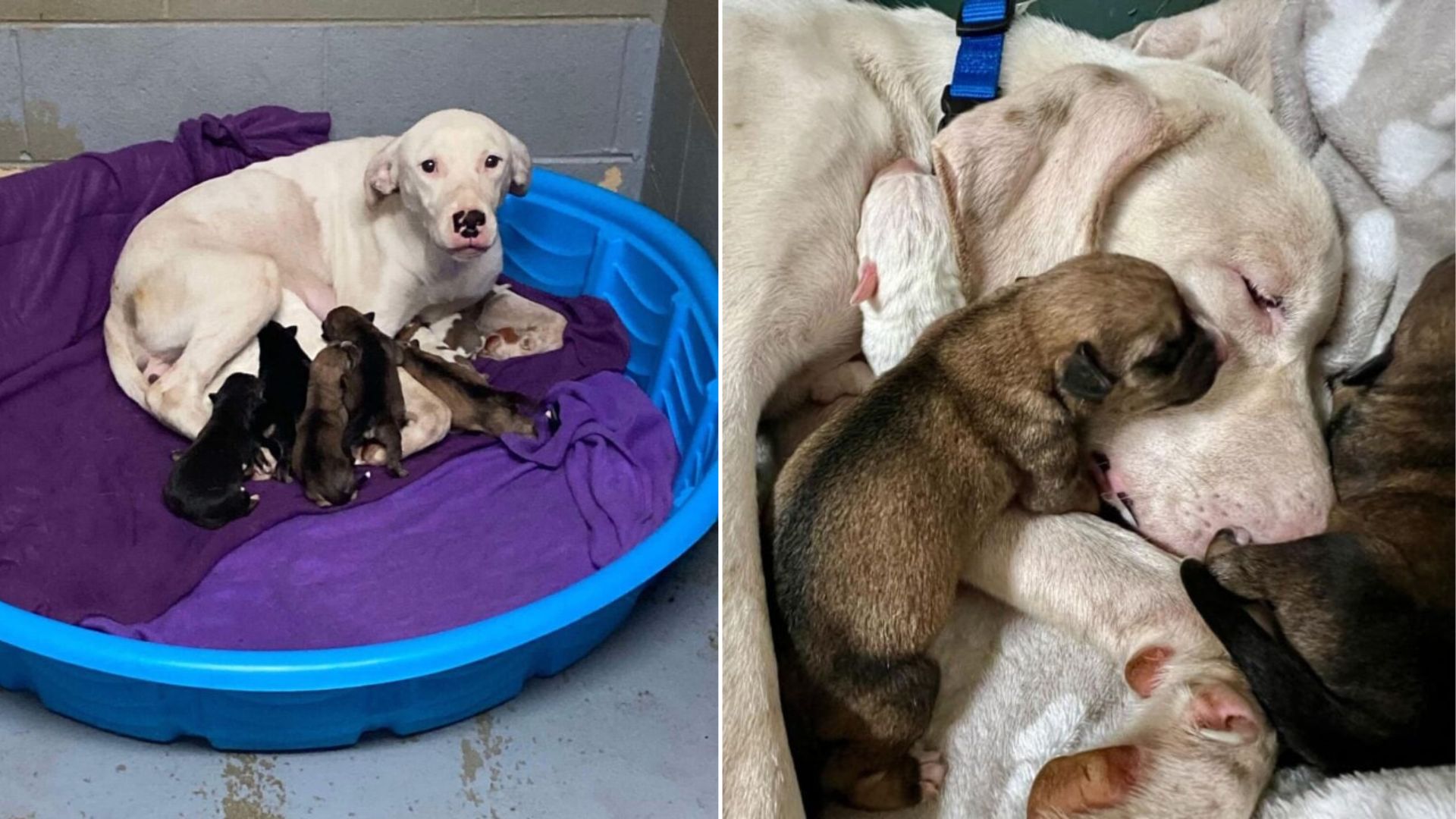 mother dog and puppies