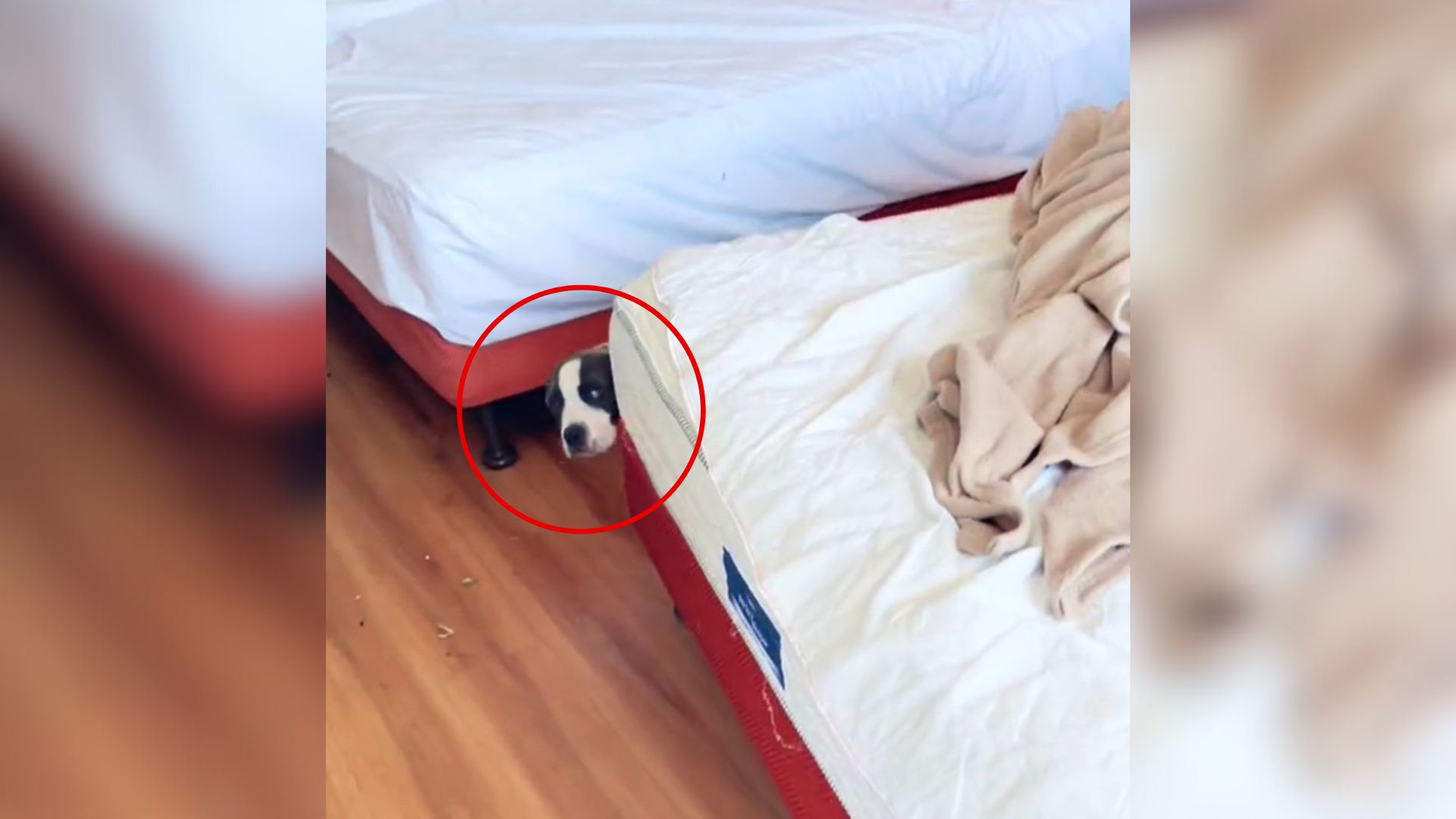 puppy behind a bed