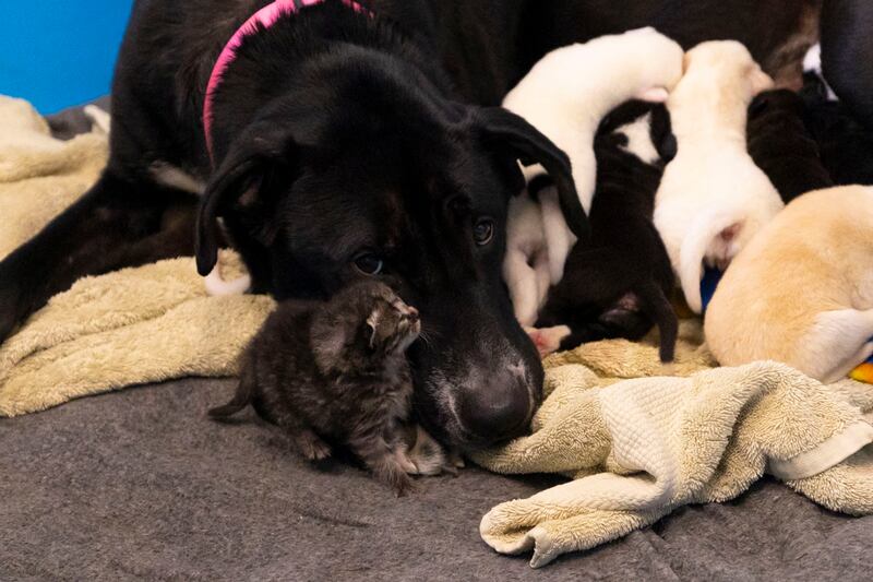 Mother dog and kitten