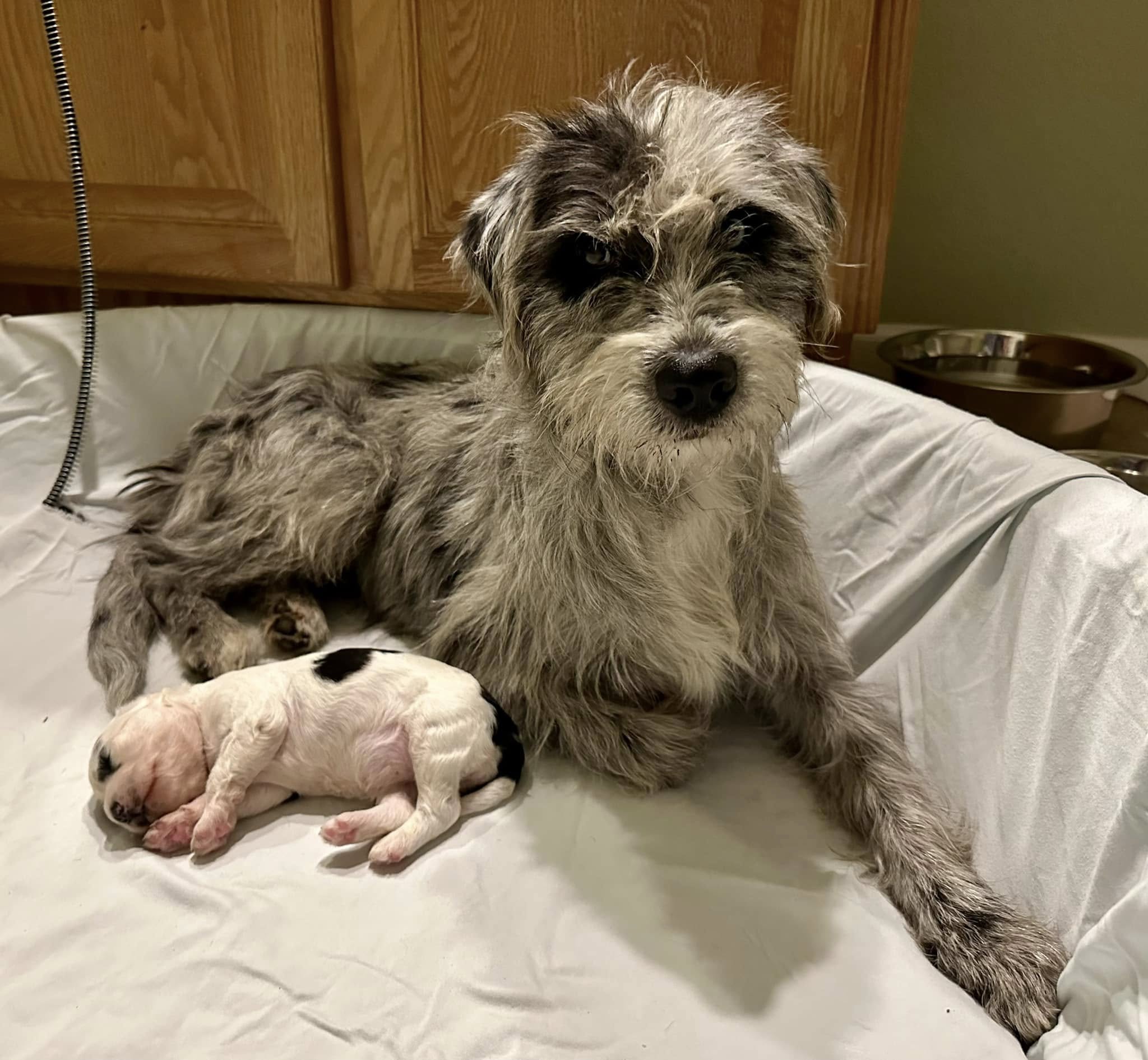 Mother dog and tiny puppy