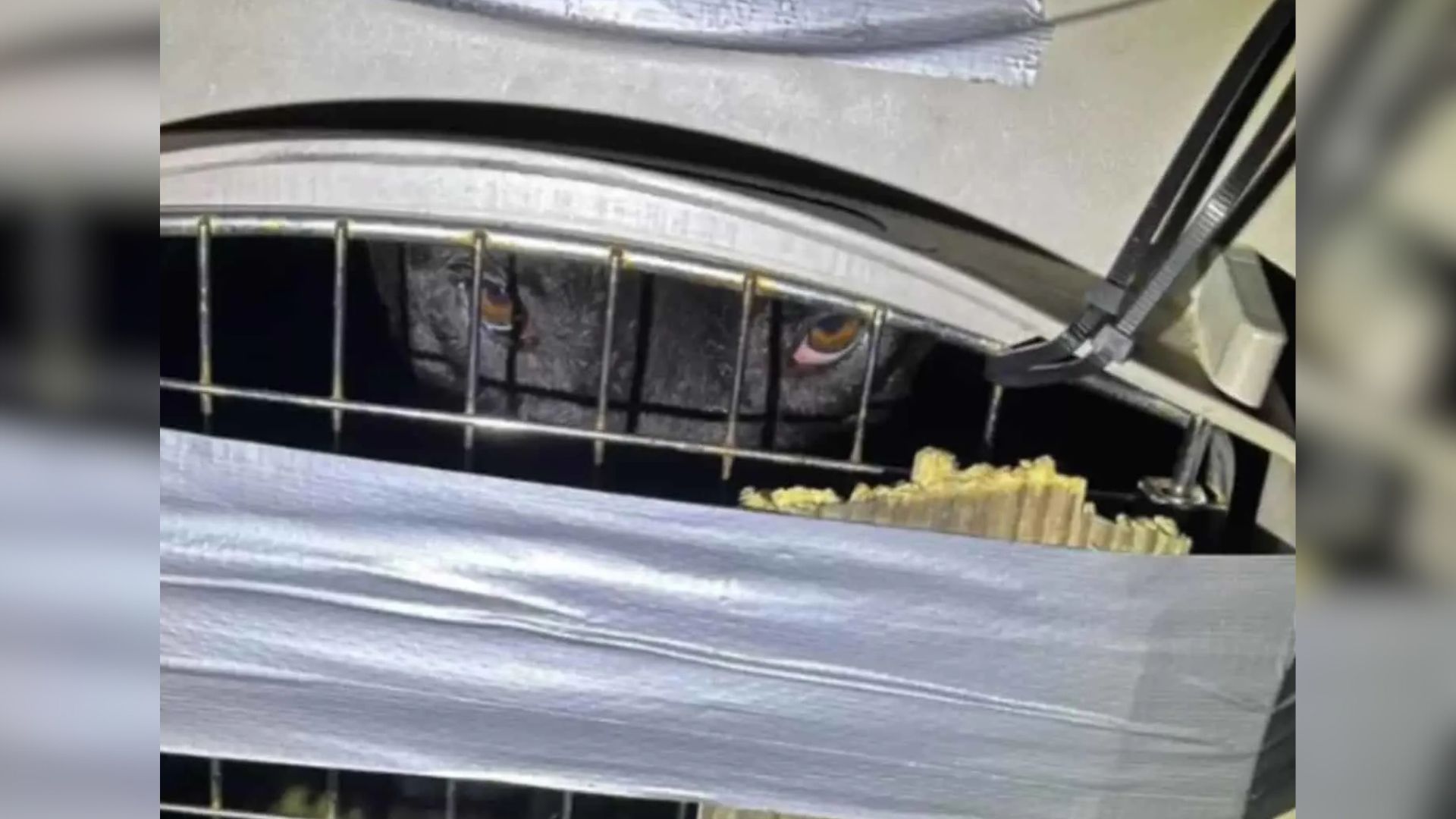 dog in crate
