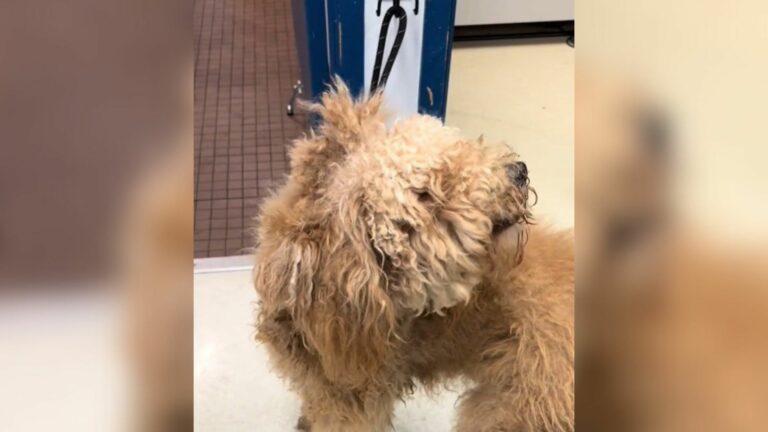 neglected dog