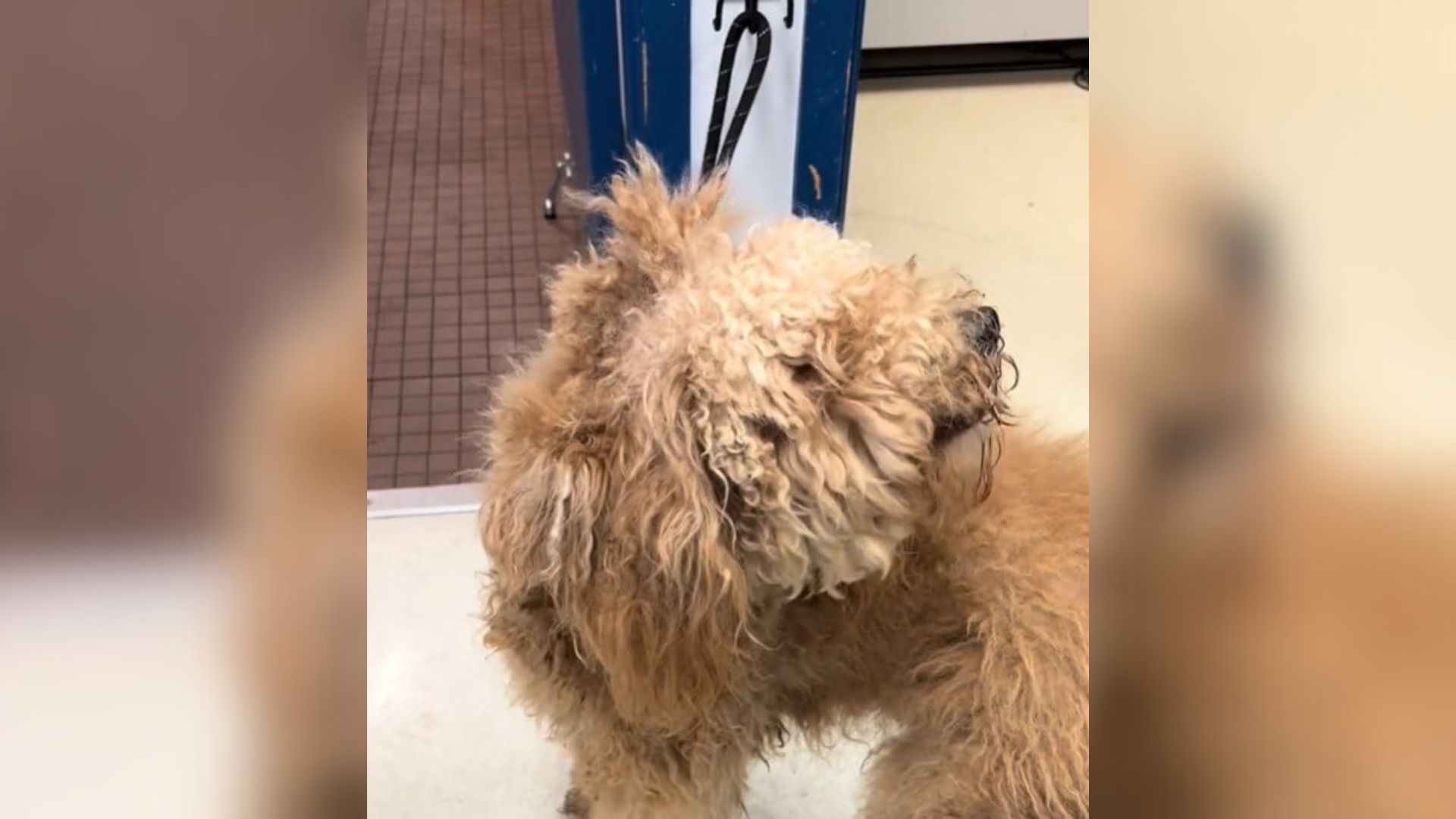 neglected dog