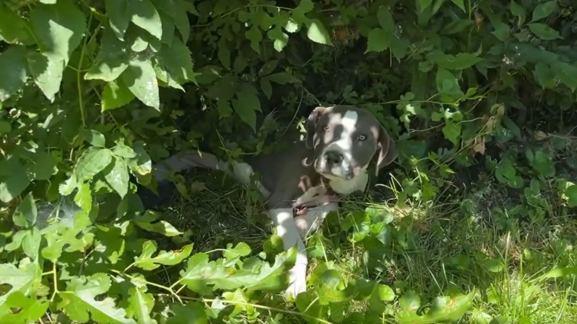 Neglected Missouri Puppy With Severe Wound Rescued After Days Of Silent Suffering