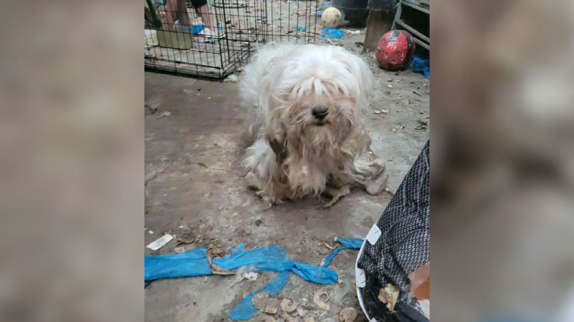 abandoned white dog