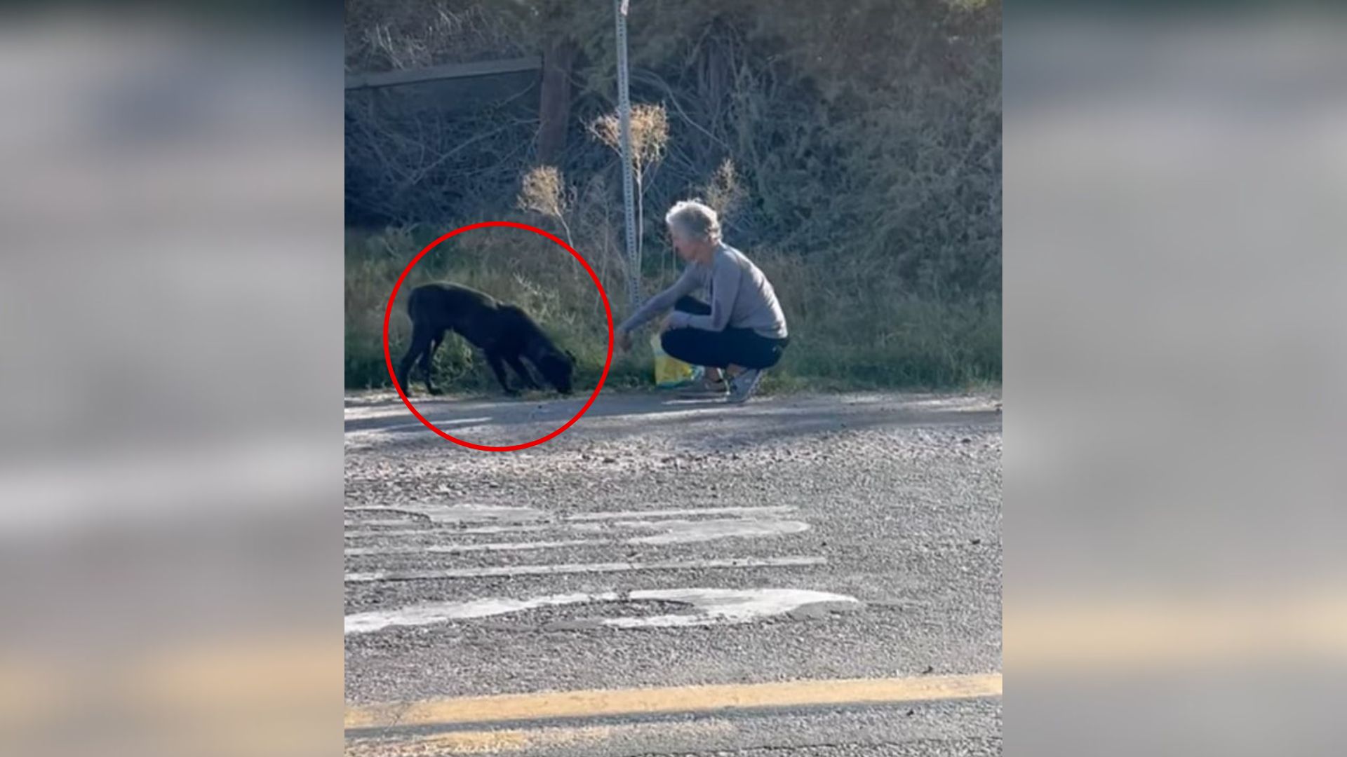 vet rescues puppy from the street