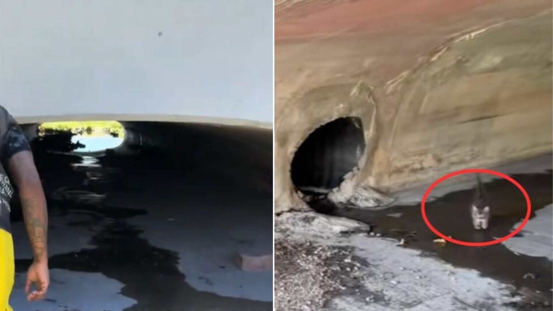tiny kitten under bridge