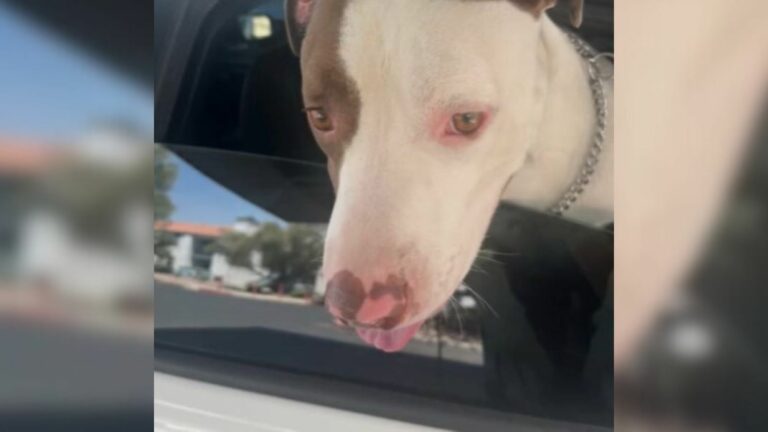 cute dog
