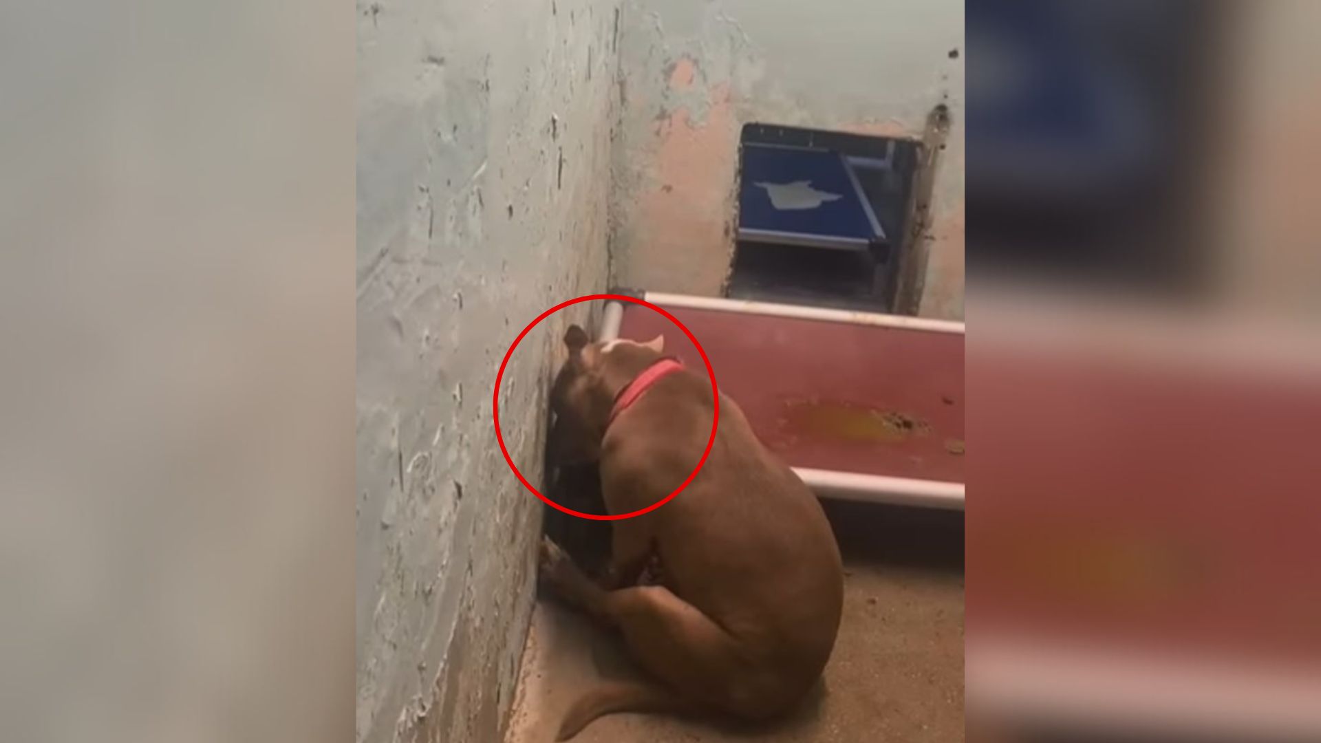 sad dog