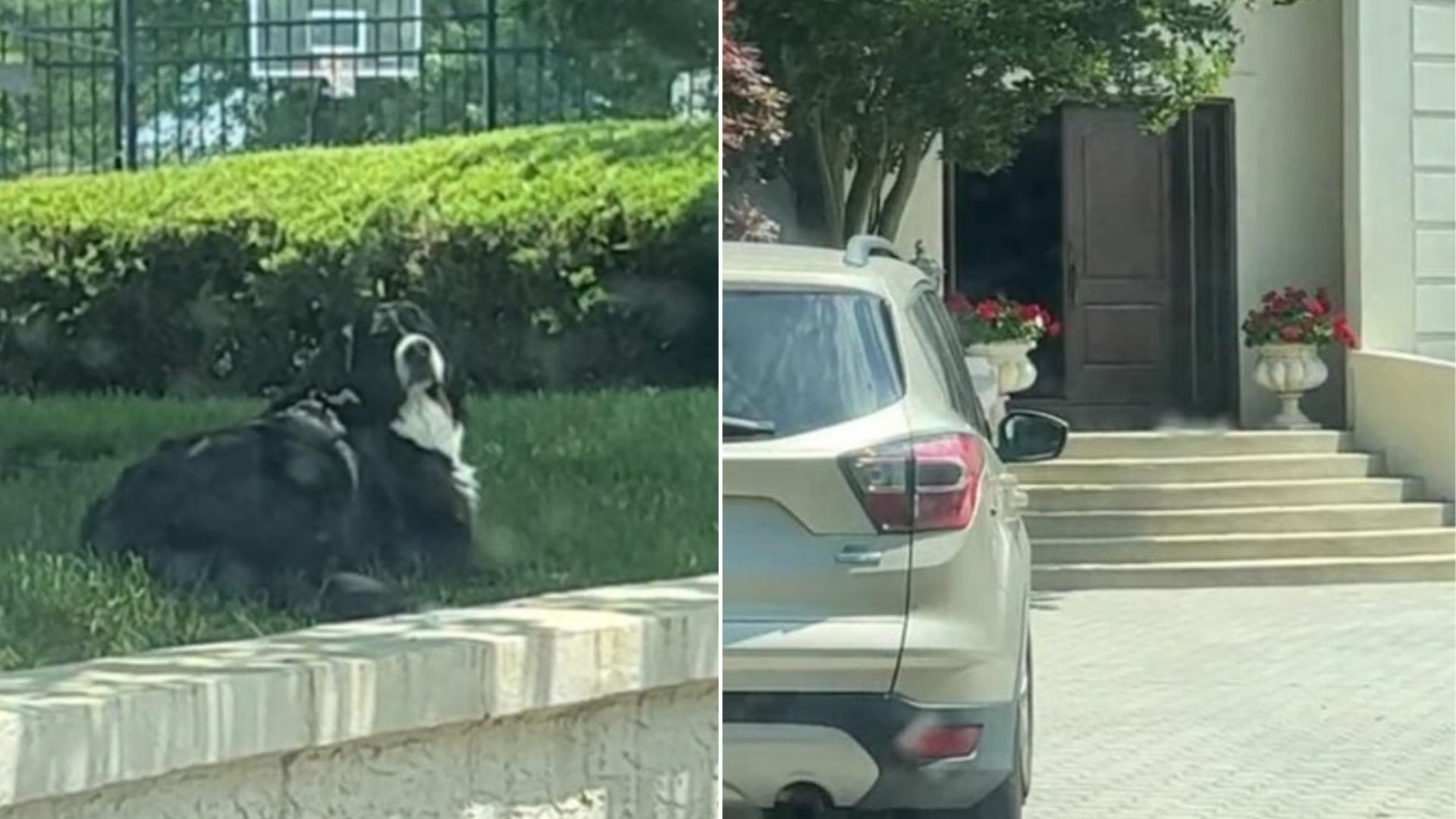 dog in garden