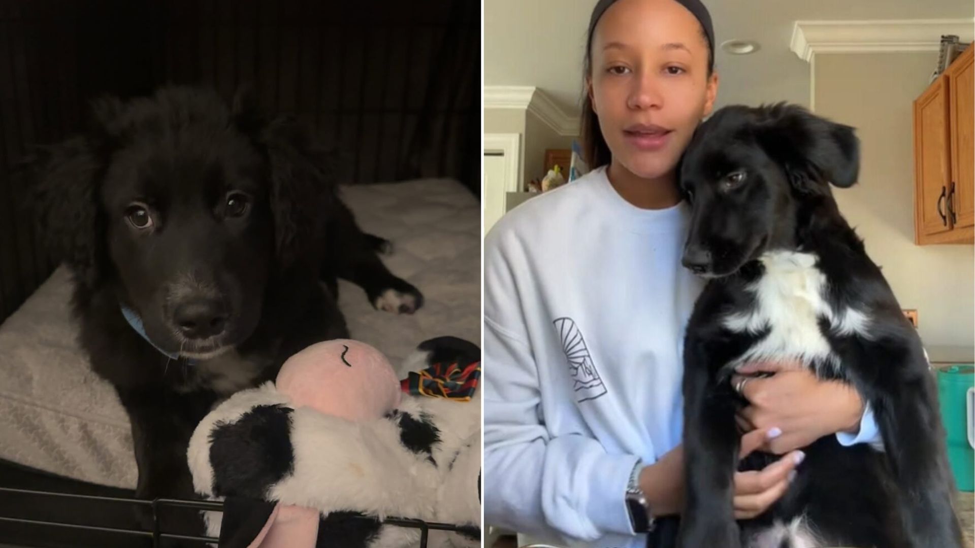 New Jersey Woman Adopts Puppy She Thinks Is Labrador Mix, DNA Test Reveals Something Entirely Different