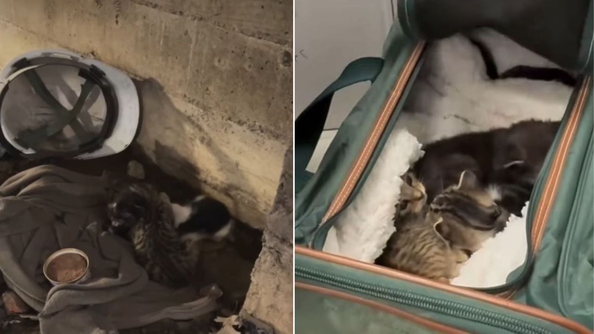 New York Construction Worker Sees Something Furry In The Corner Of The Room, Then Realizes What It is