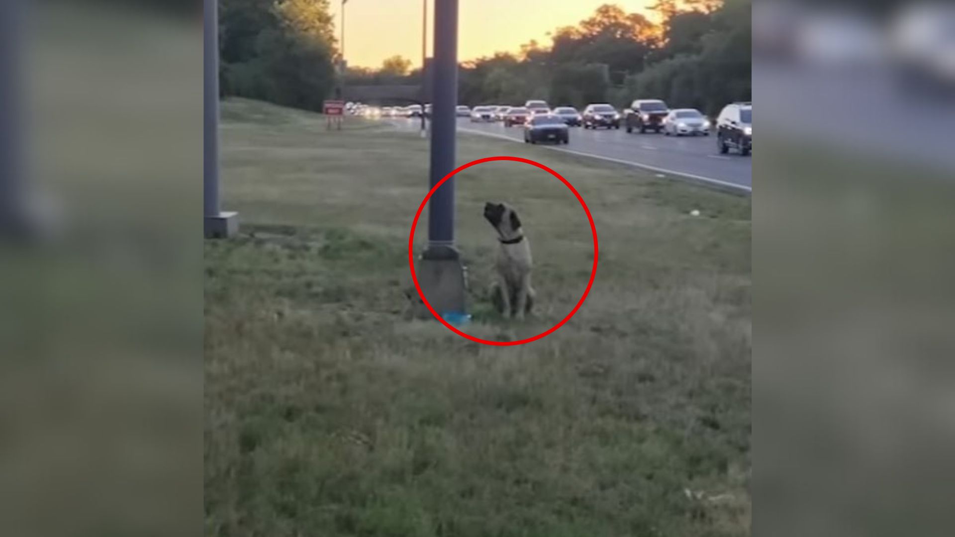 dog tied to a pole