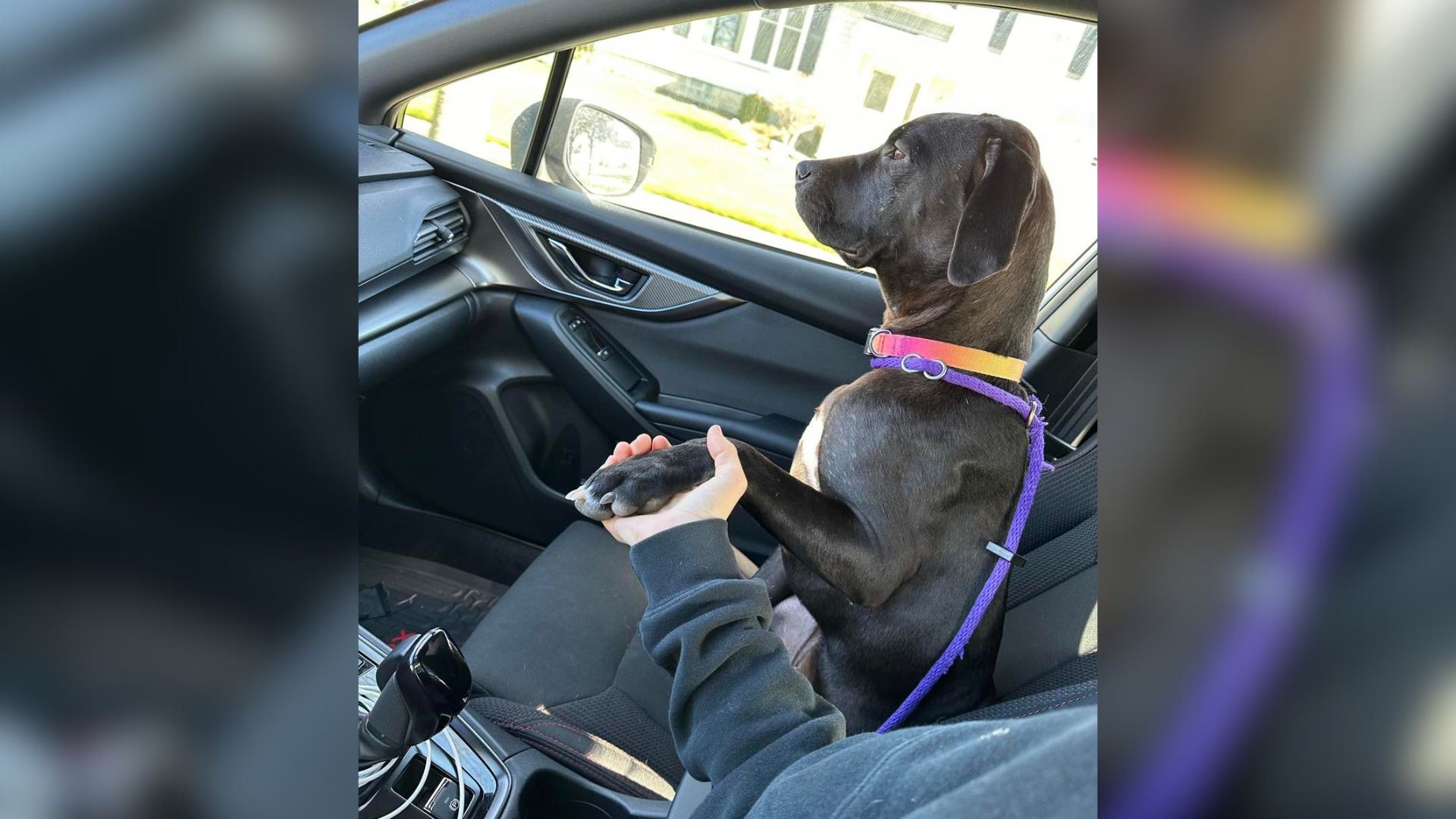 dog in car