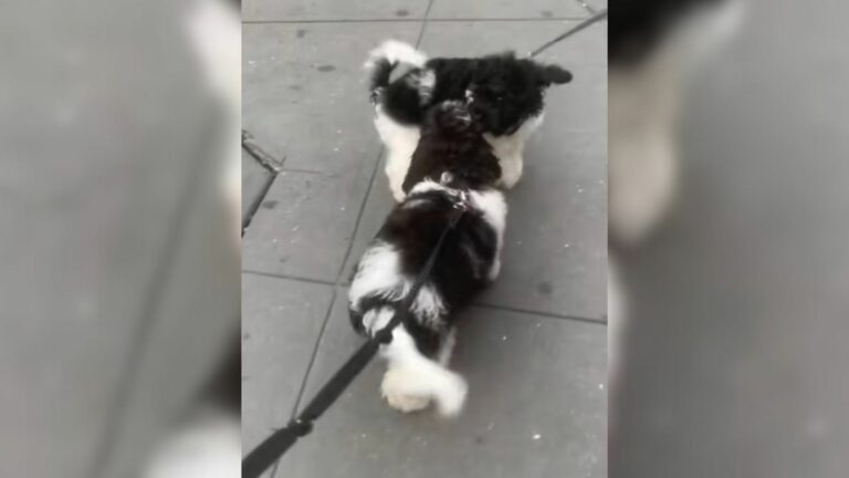 dog on leash