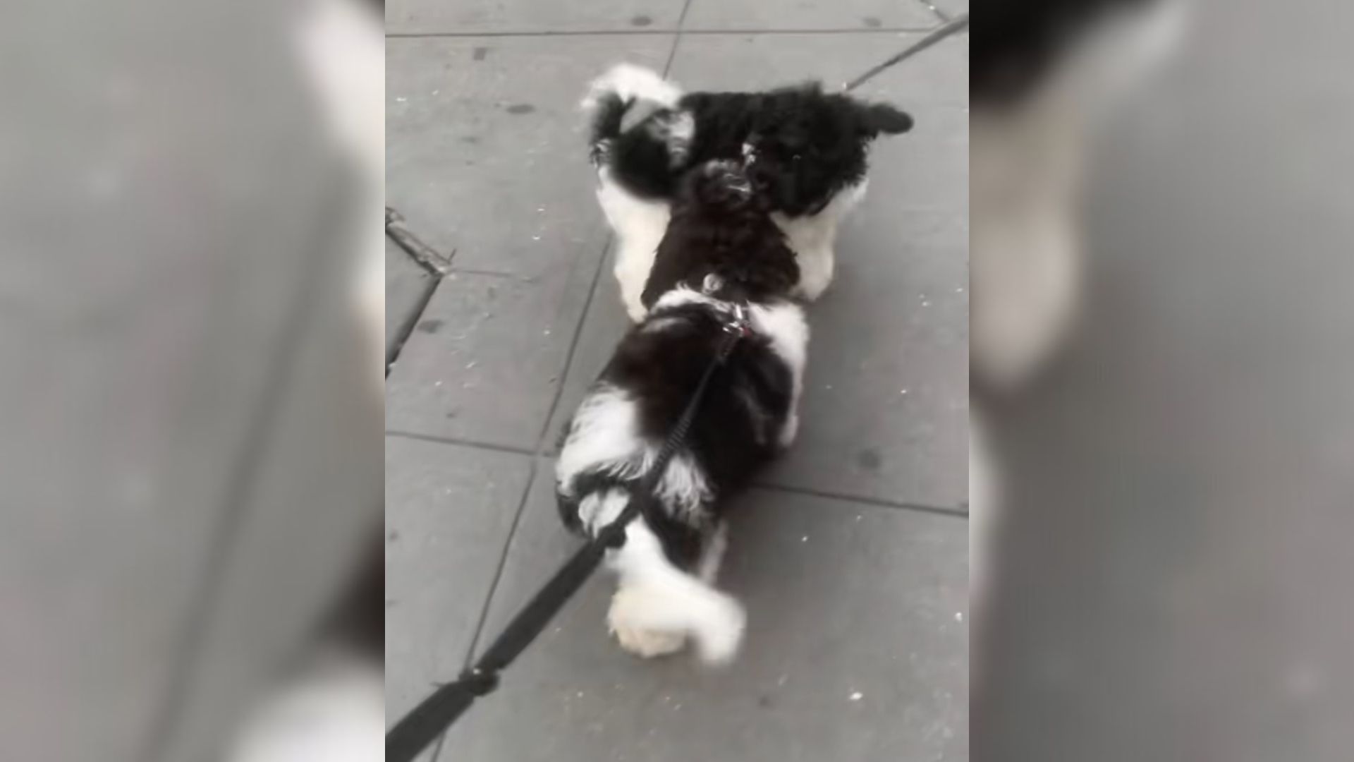 dog on leash