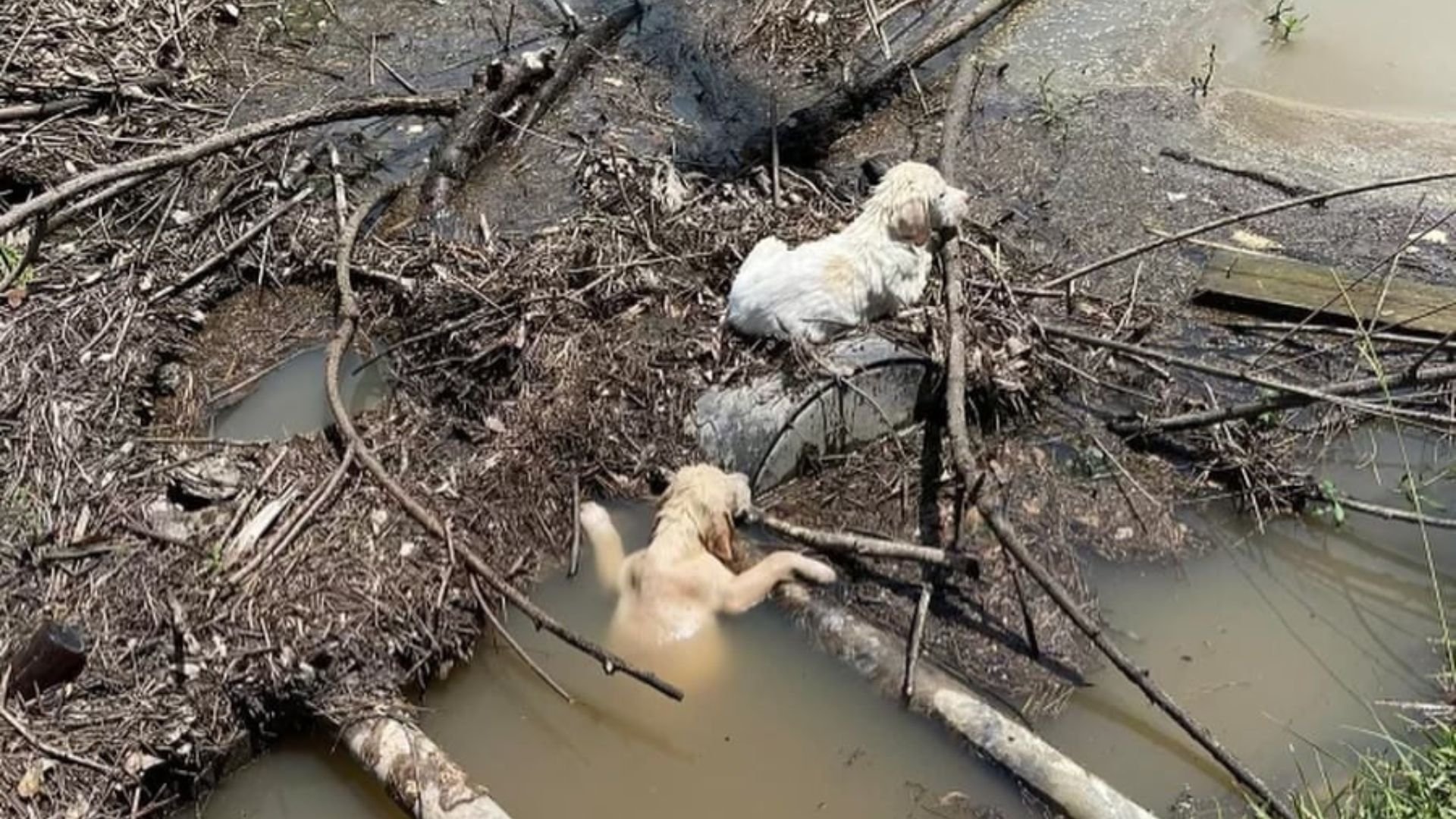 New York Passerby Stops In Their Tracks After Witnessing A Man Dump Little Puppies Into A Stream