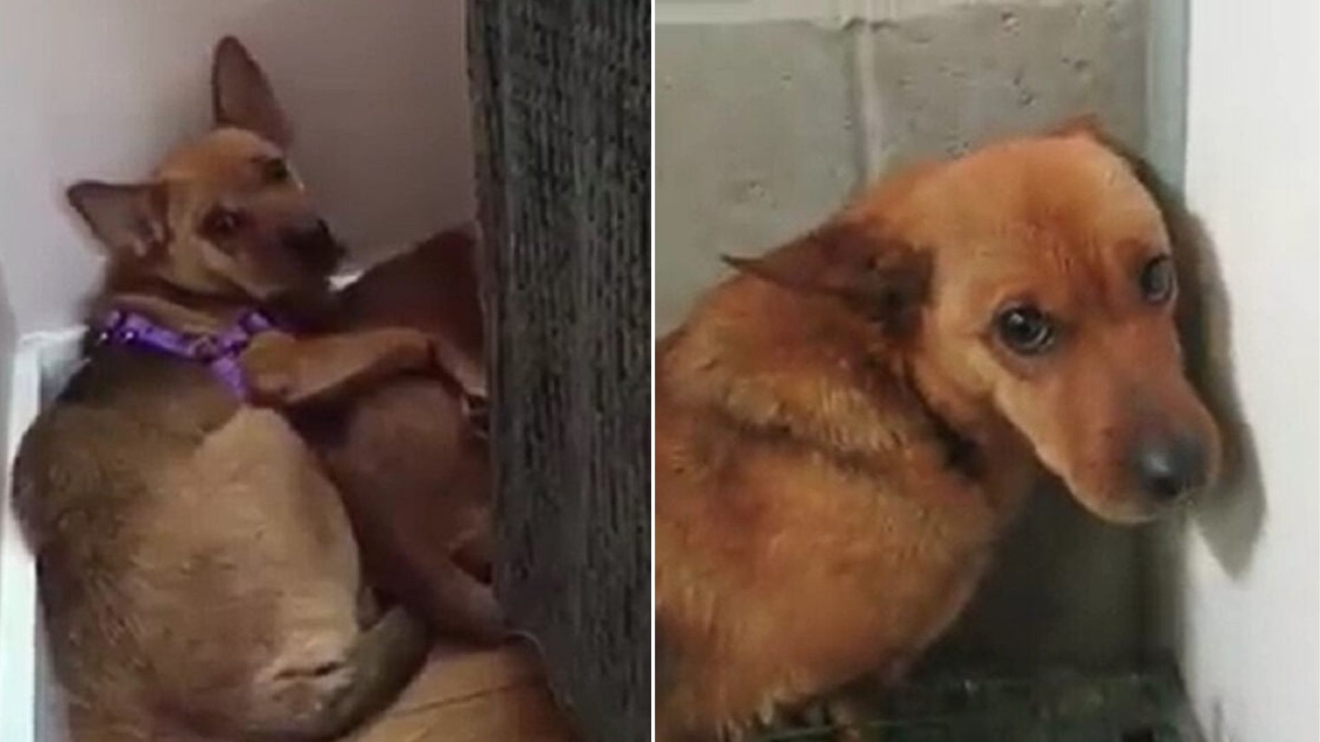scared dog