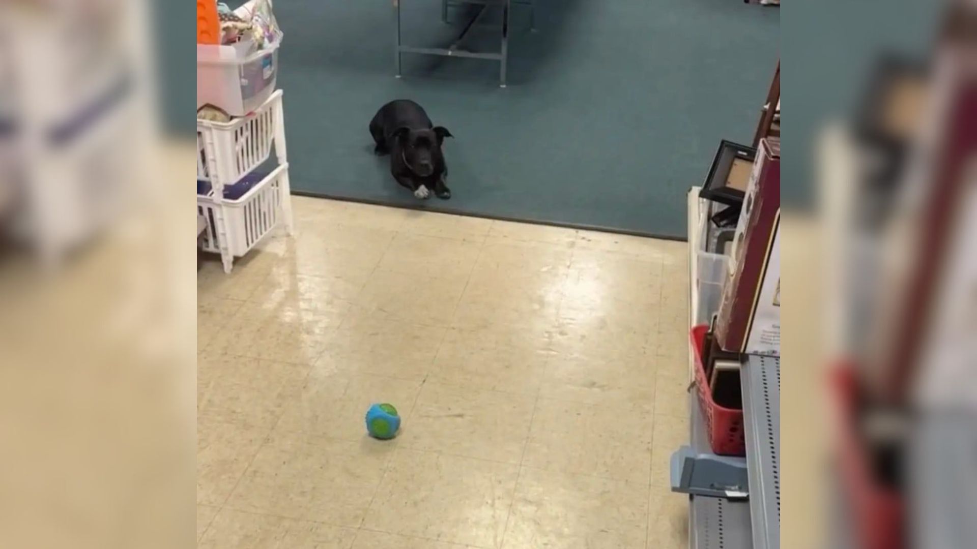 dog in thrift store