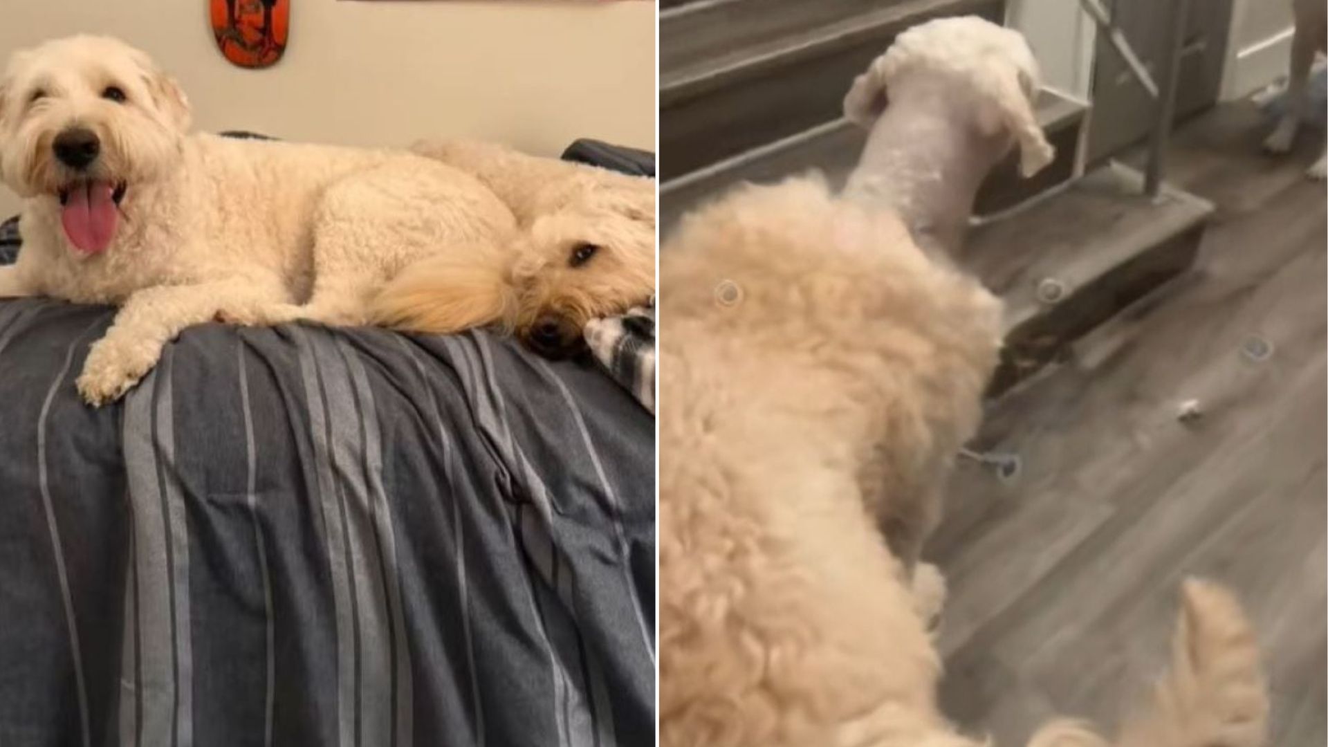 cute dog