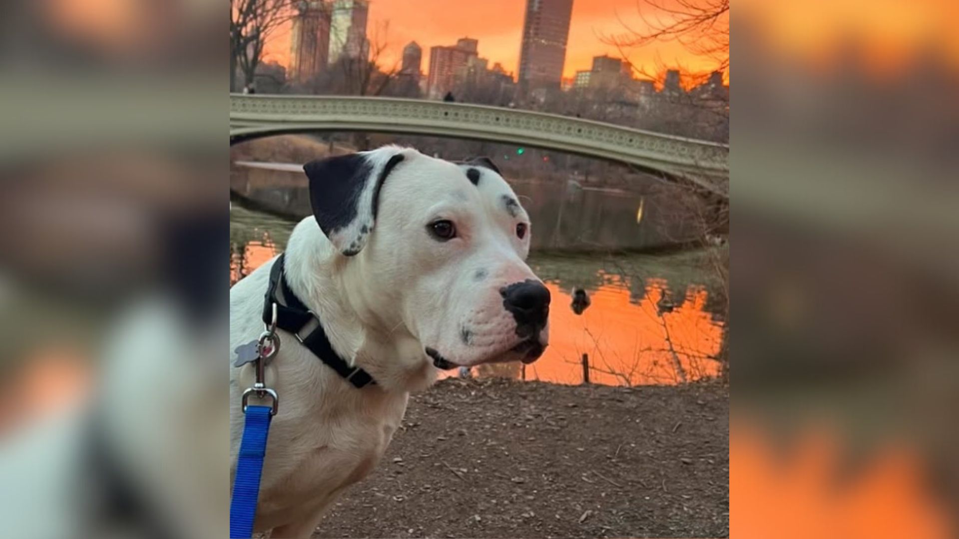 huge white dog