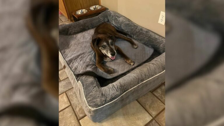 surrendered dog
