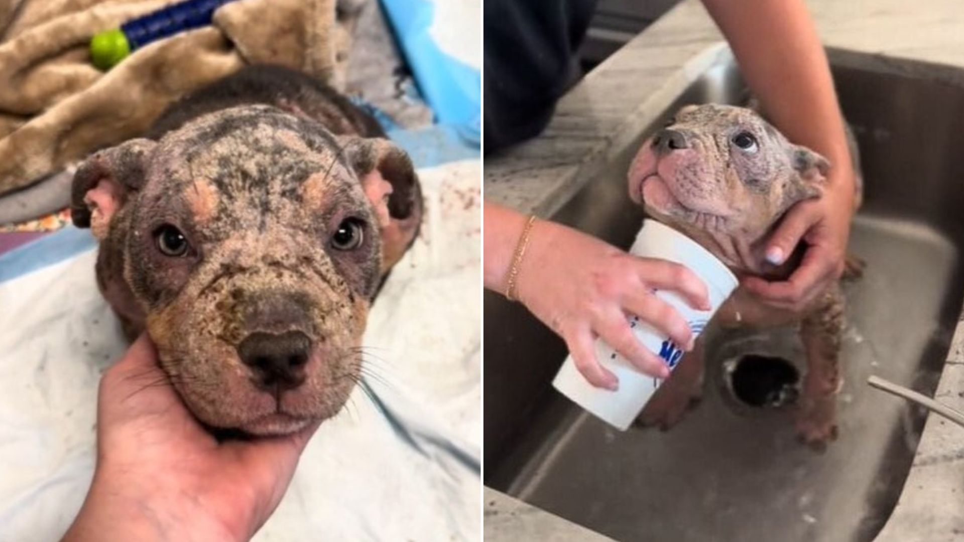 foster gives mangy dog a bath