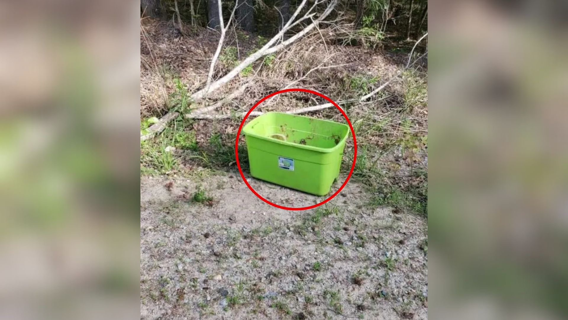 Green Basket
