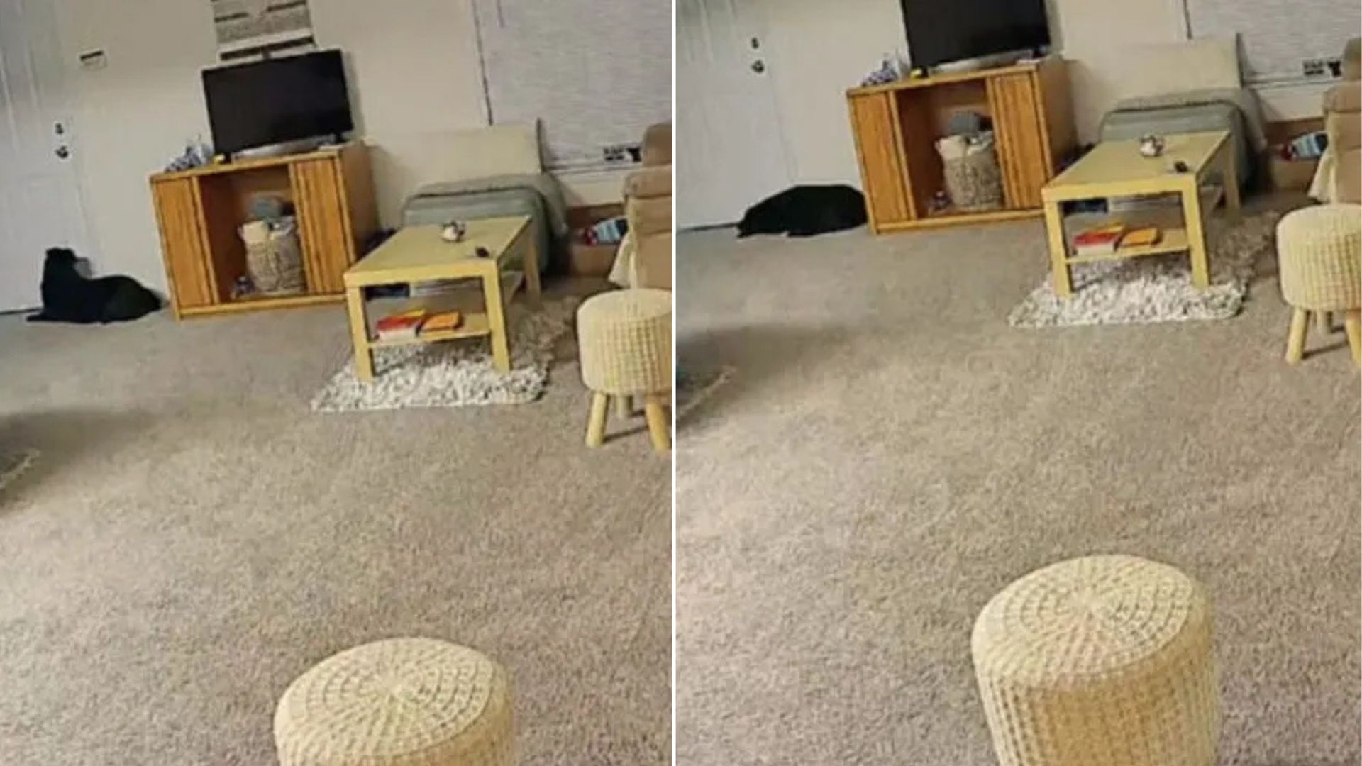 dog on camera