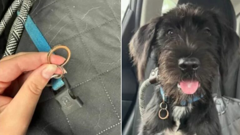 black dog with ring