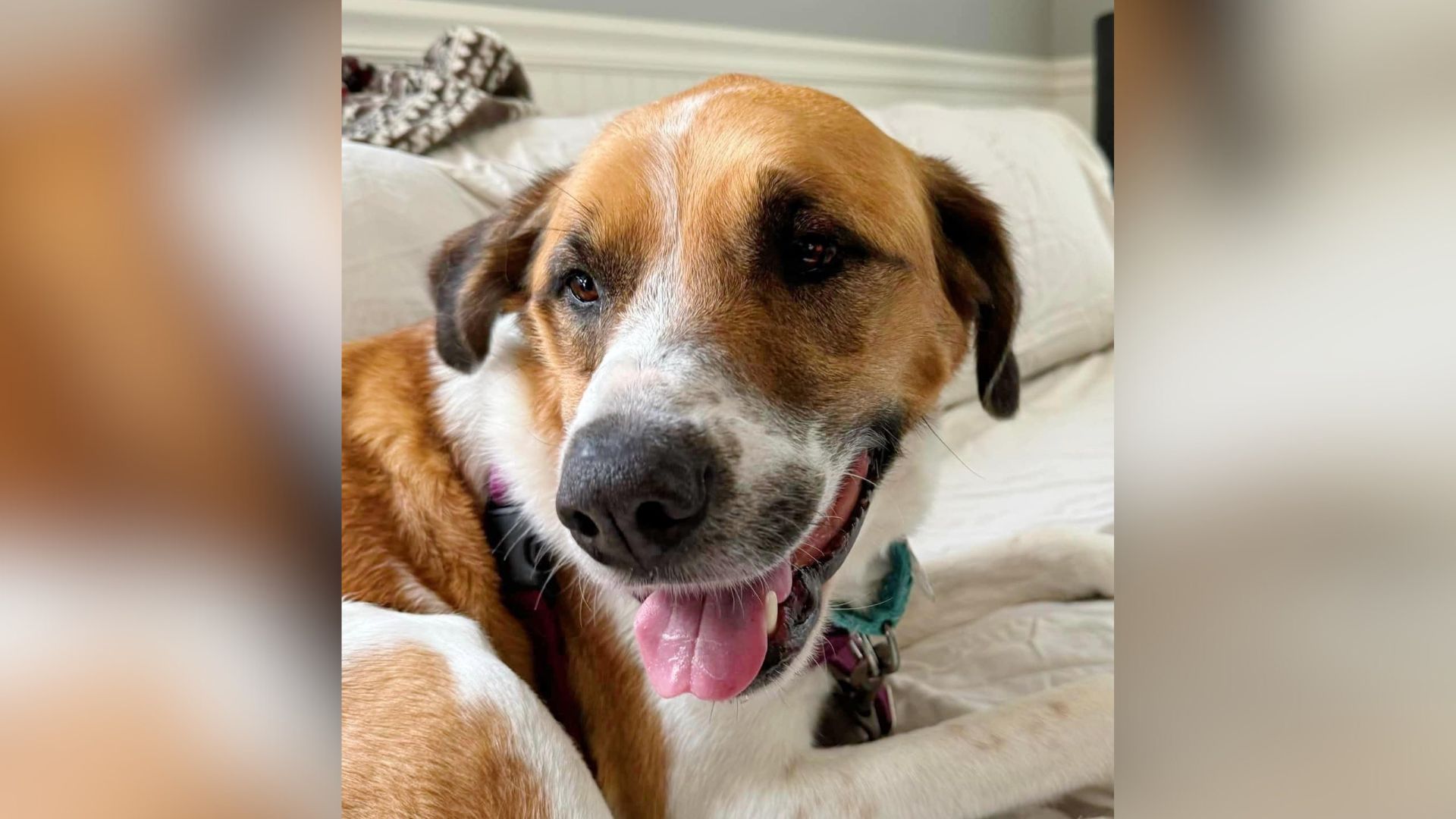 puppy smiling