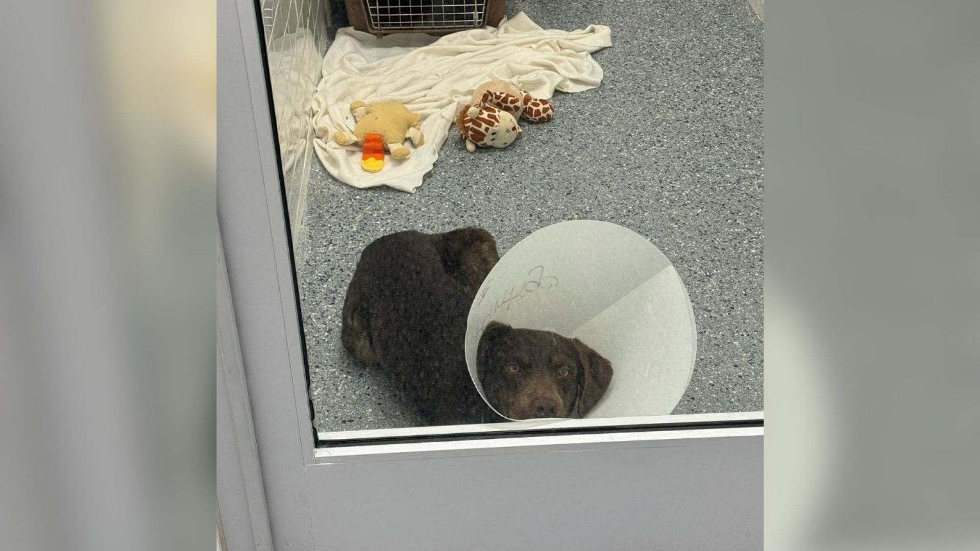 shelter dog