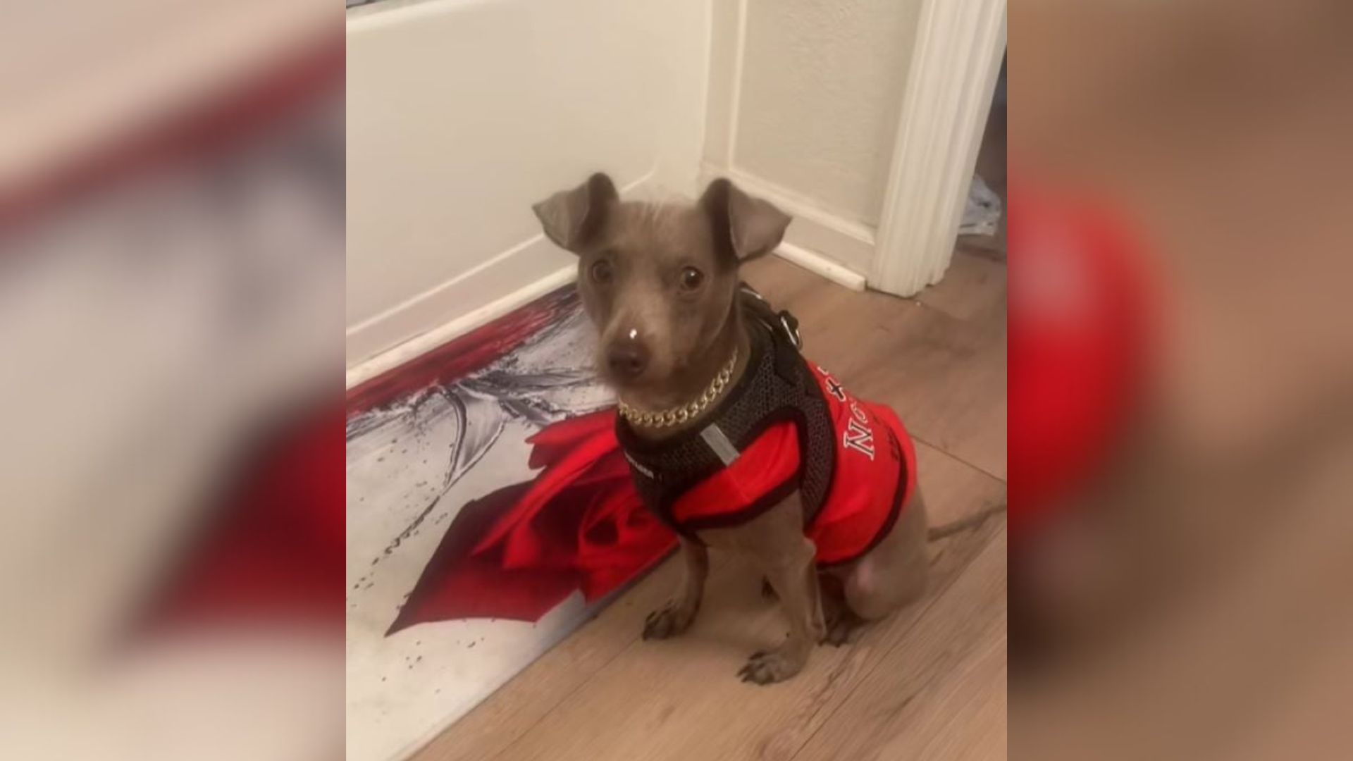 little dog in red