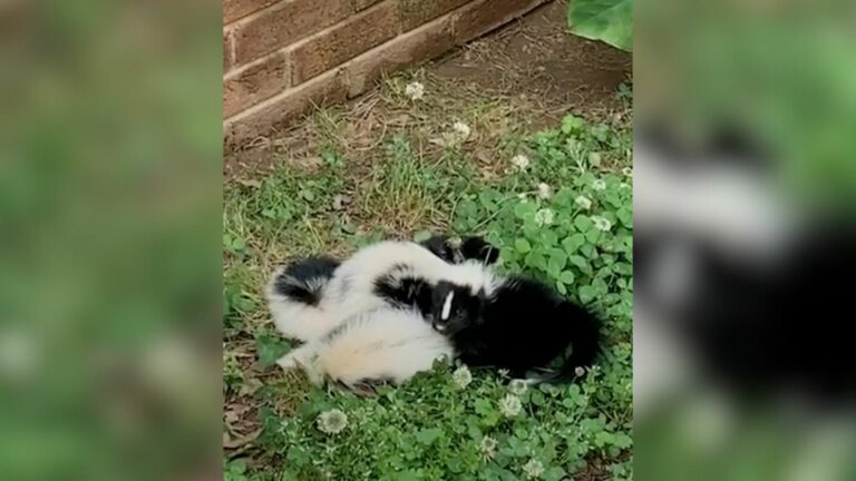 curled up skunk