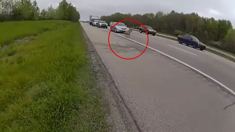 animal on road