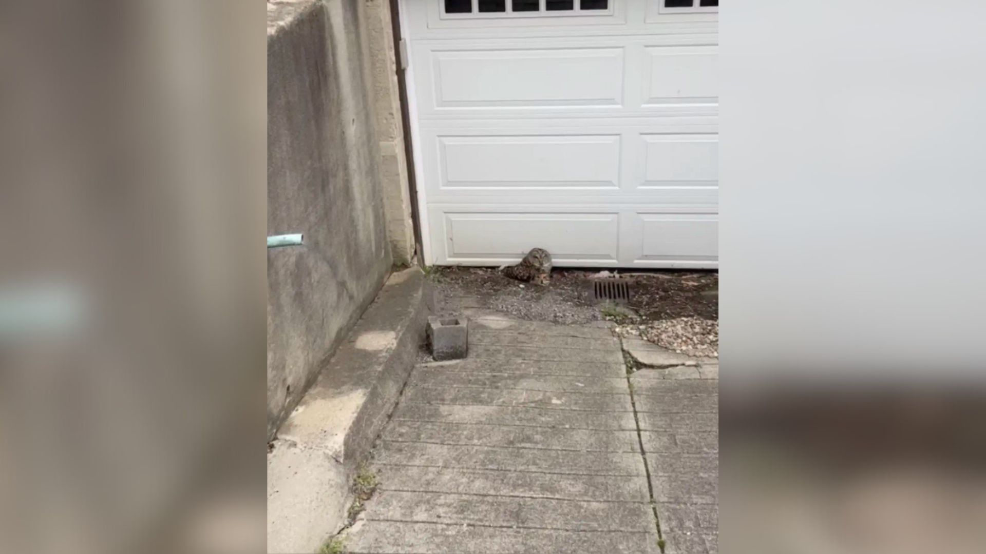 owl near garage