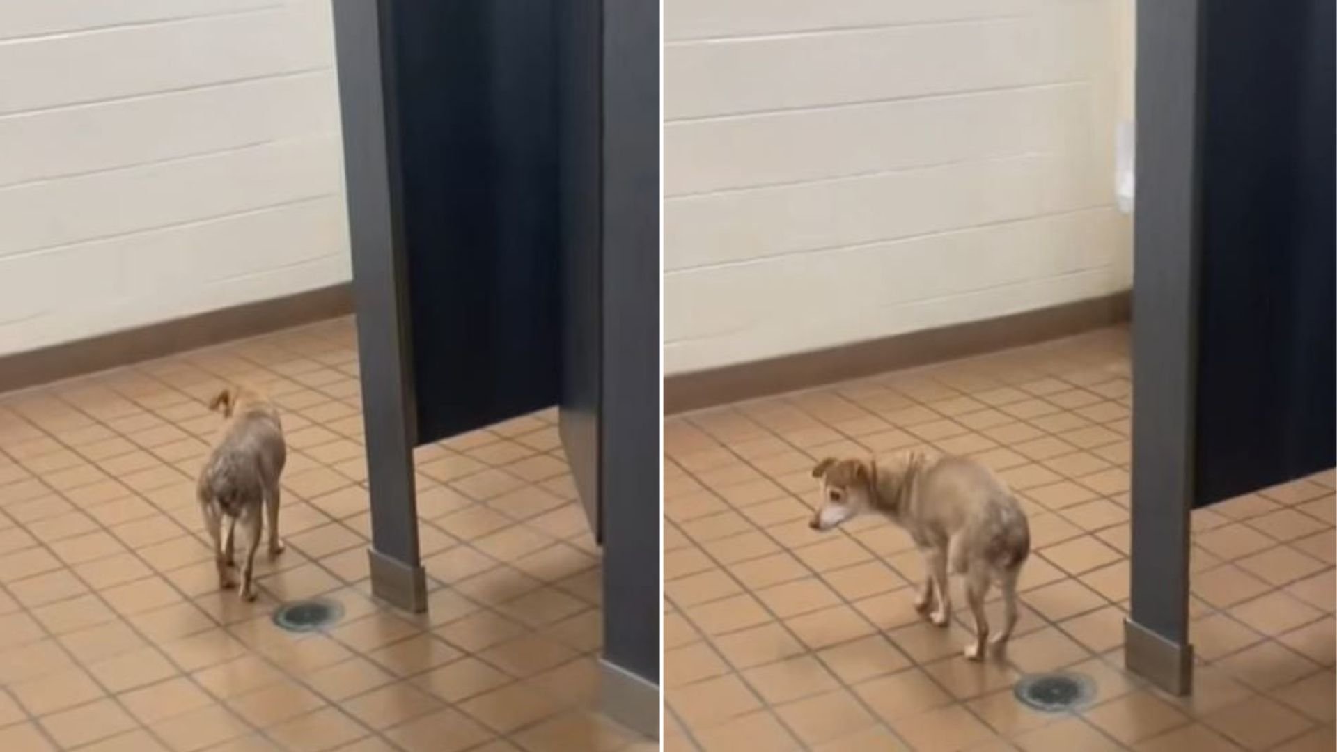 blind puppy