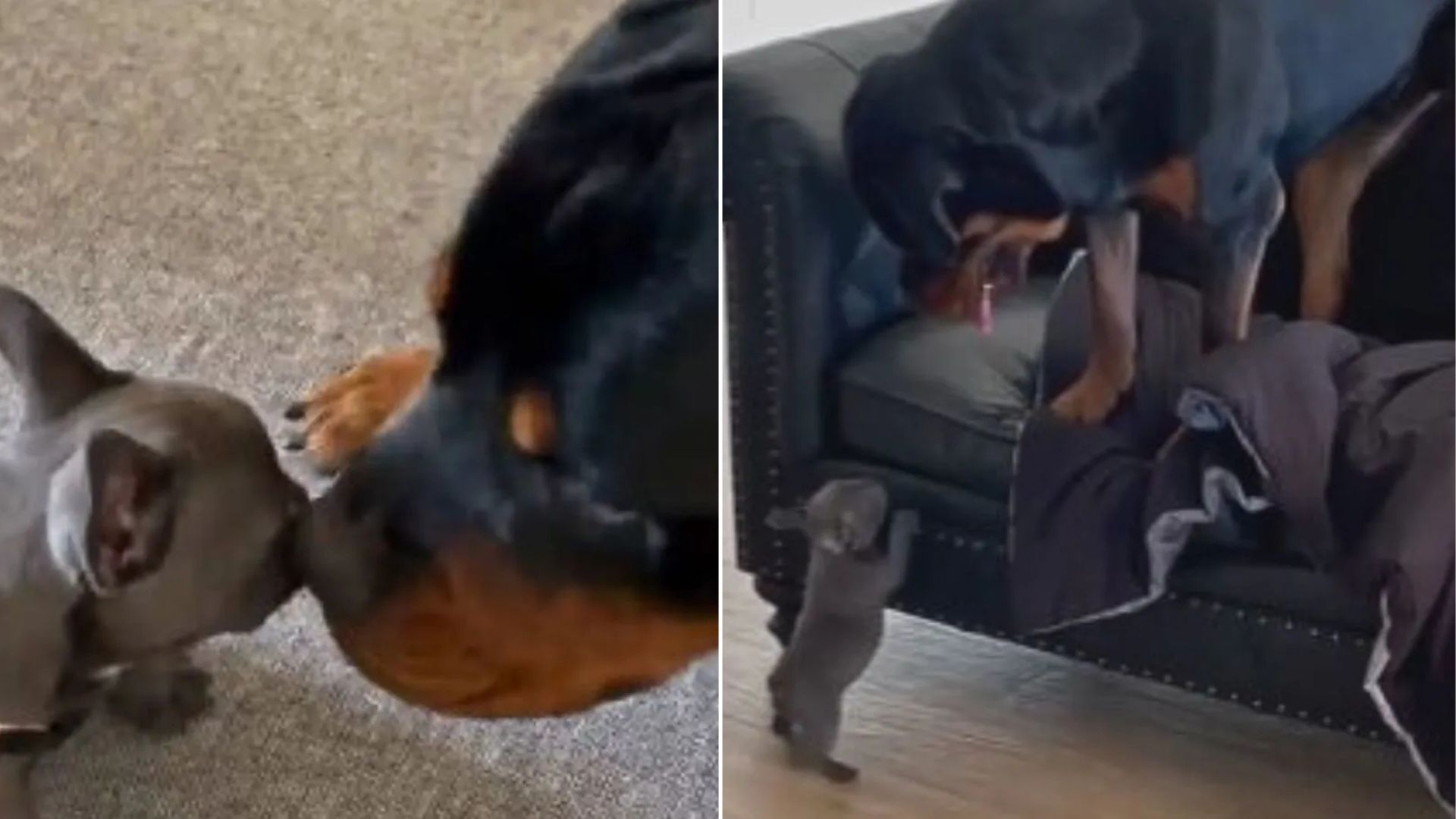 rottwiler and frenchie puppy