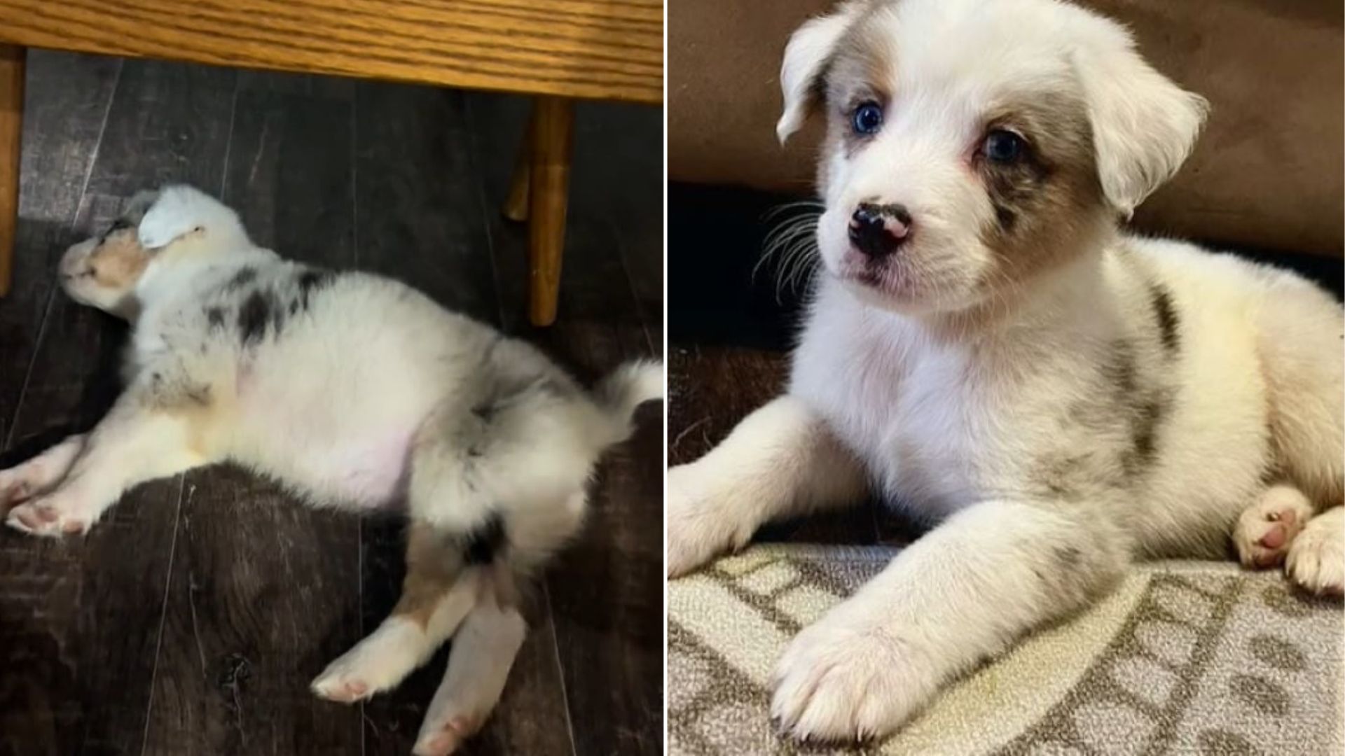 cute tiny puppy