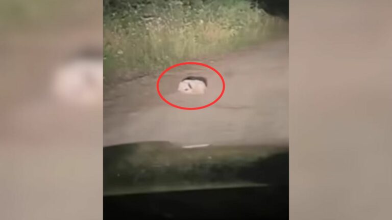 dog on road