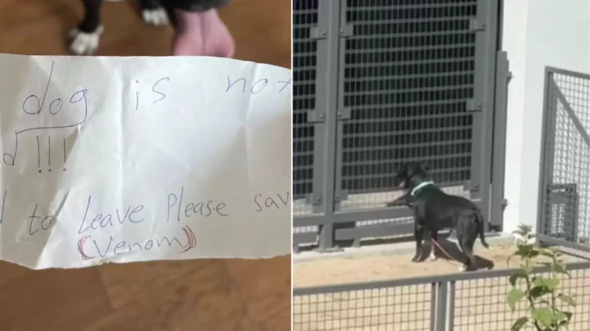 abandoned dog with a heartbreaking note