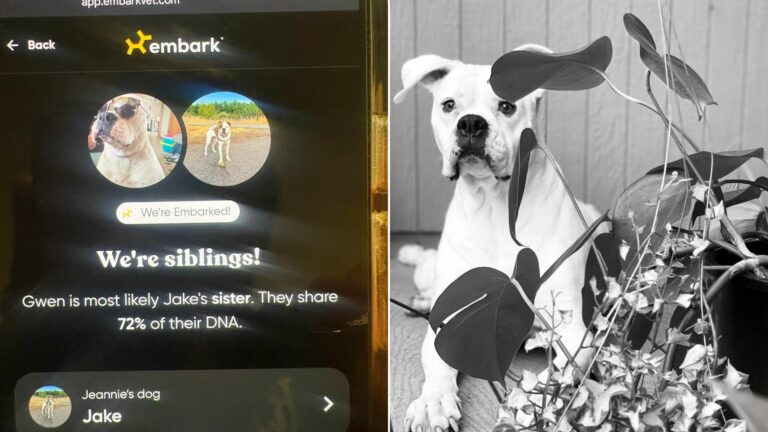 DNA of dog