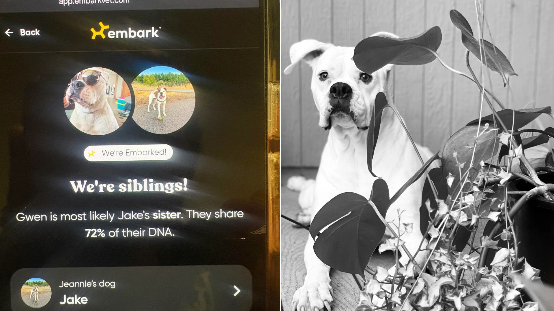 DNA of dog