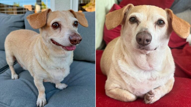 paralyzed dog