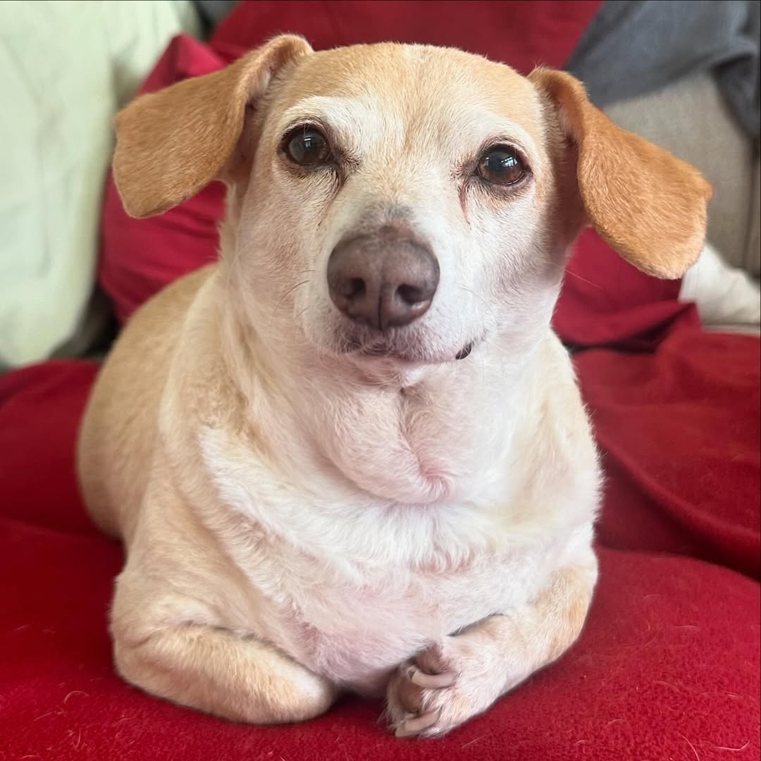 Paralyzed dog